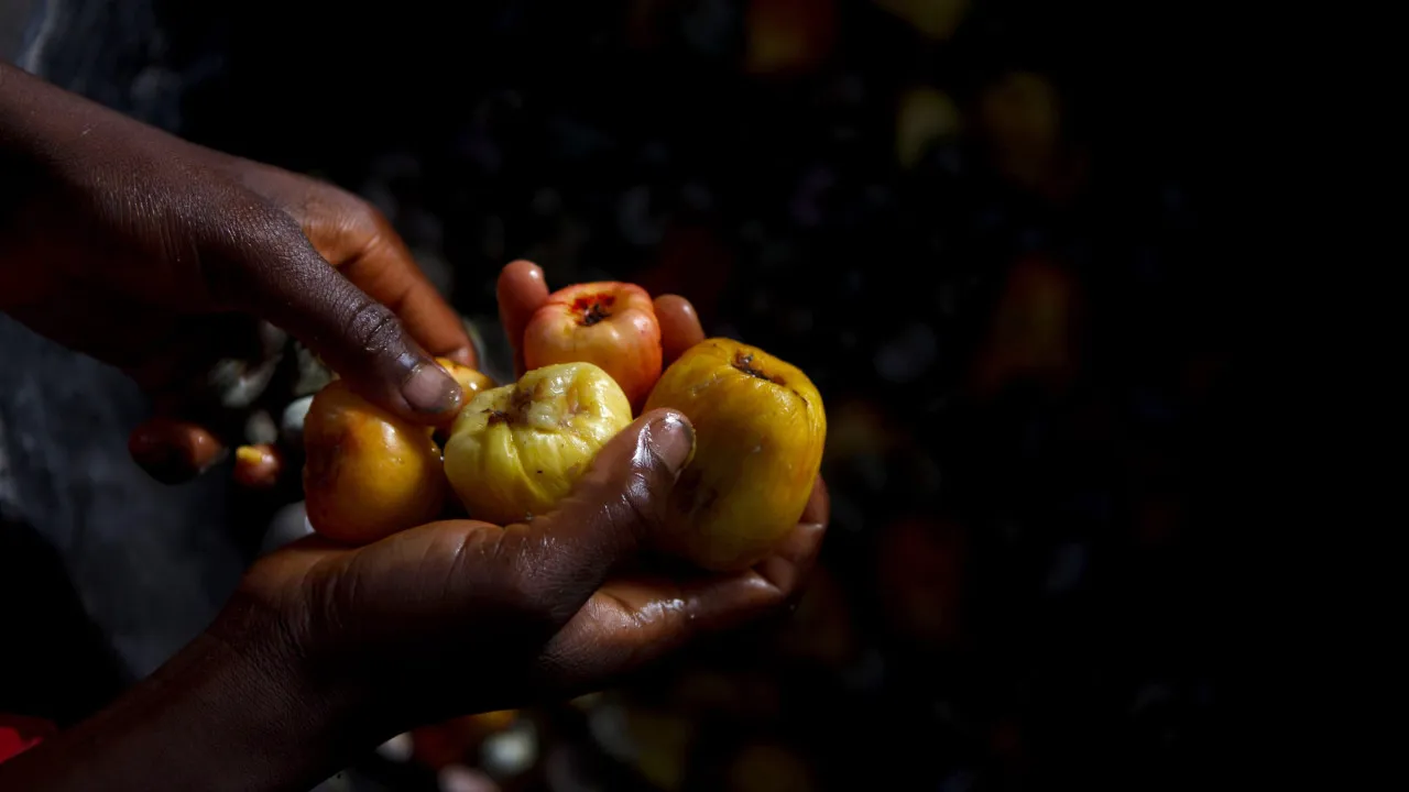 Guiné-bissau pronta para exportar 130 mil toneladas de castanha de caju