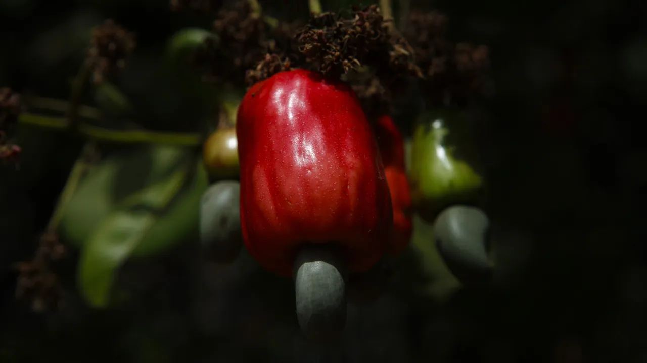 Moçambique estima que produção de castanha de caju aumente 23%