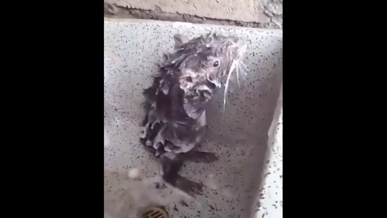 Vídeo de rato a tomar banho como um humano tornase viral