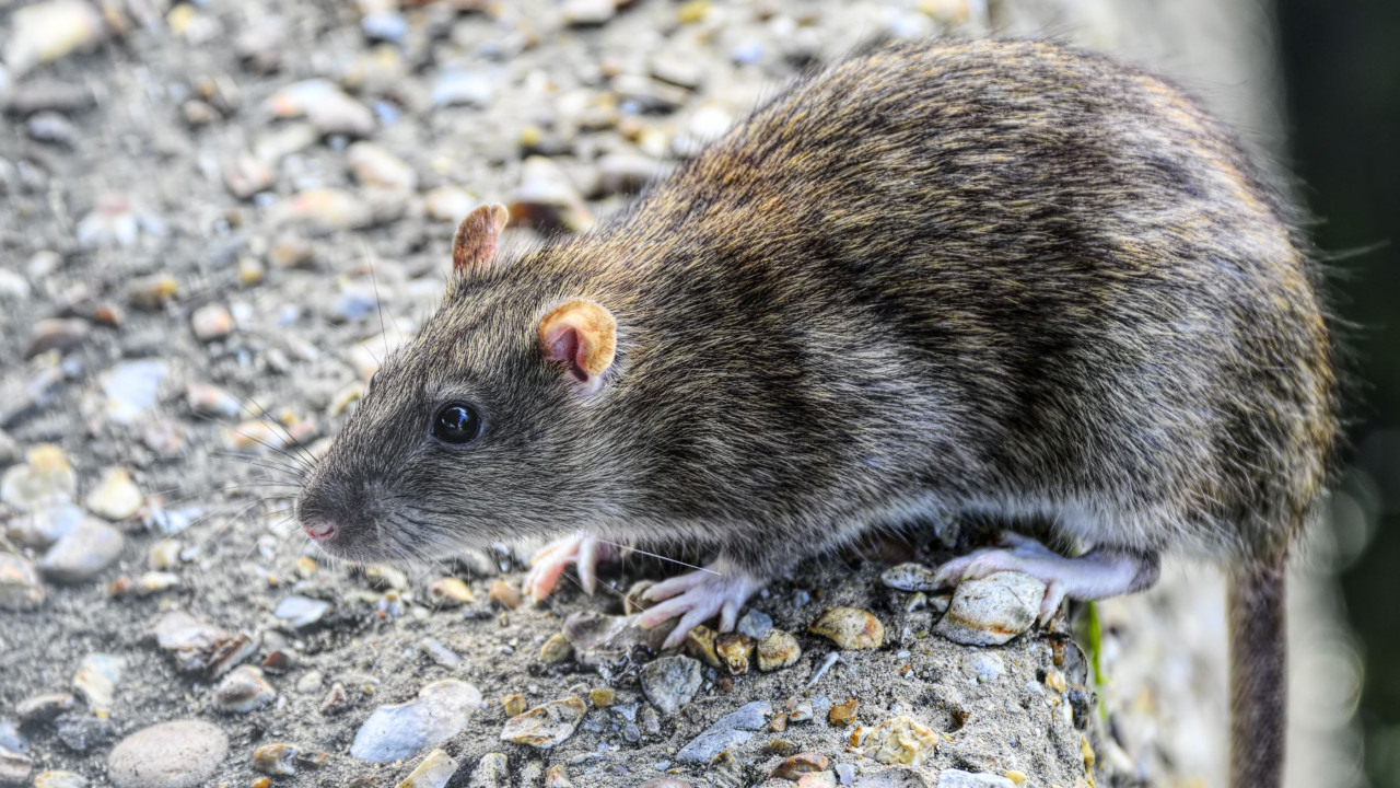 Infestação de ratos em Nova Iorque preocupa e afeta turismo e saúde