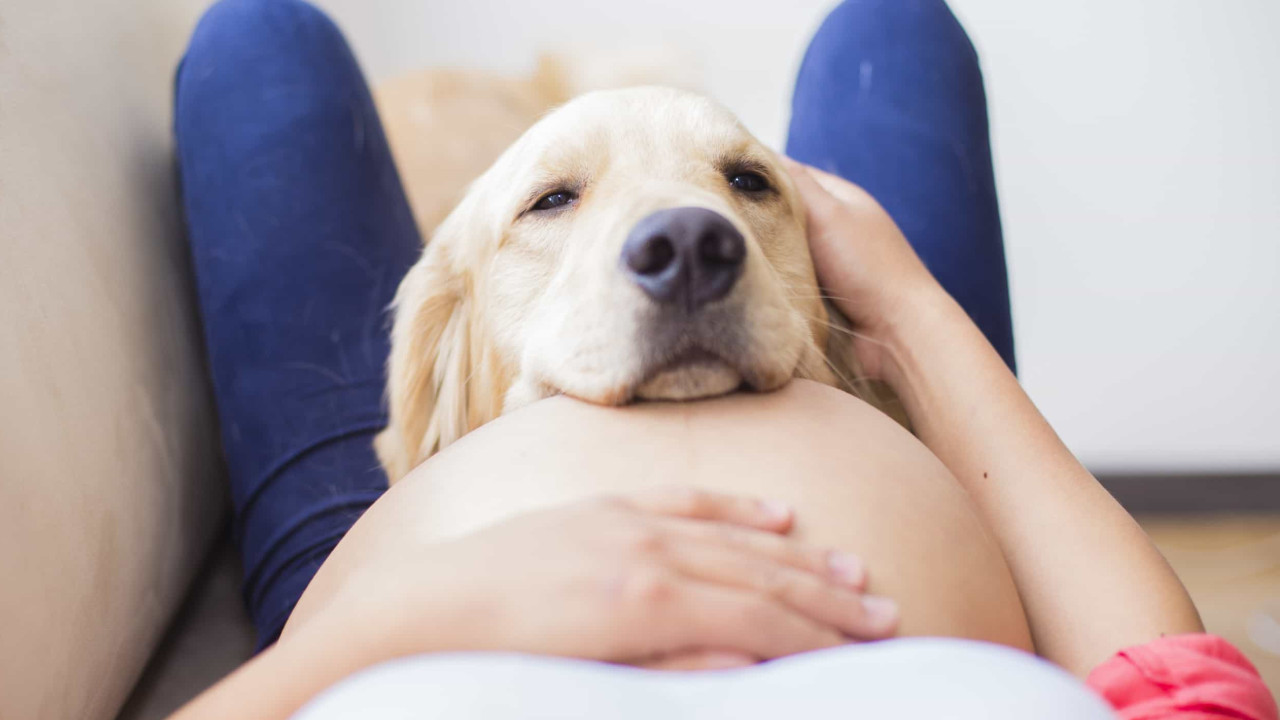 Será que os cães conseguem farejar uma gravidez?
