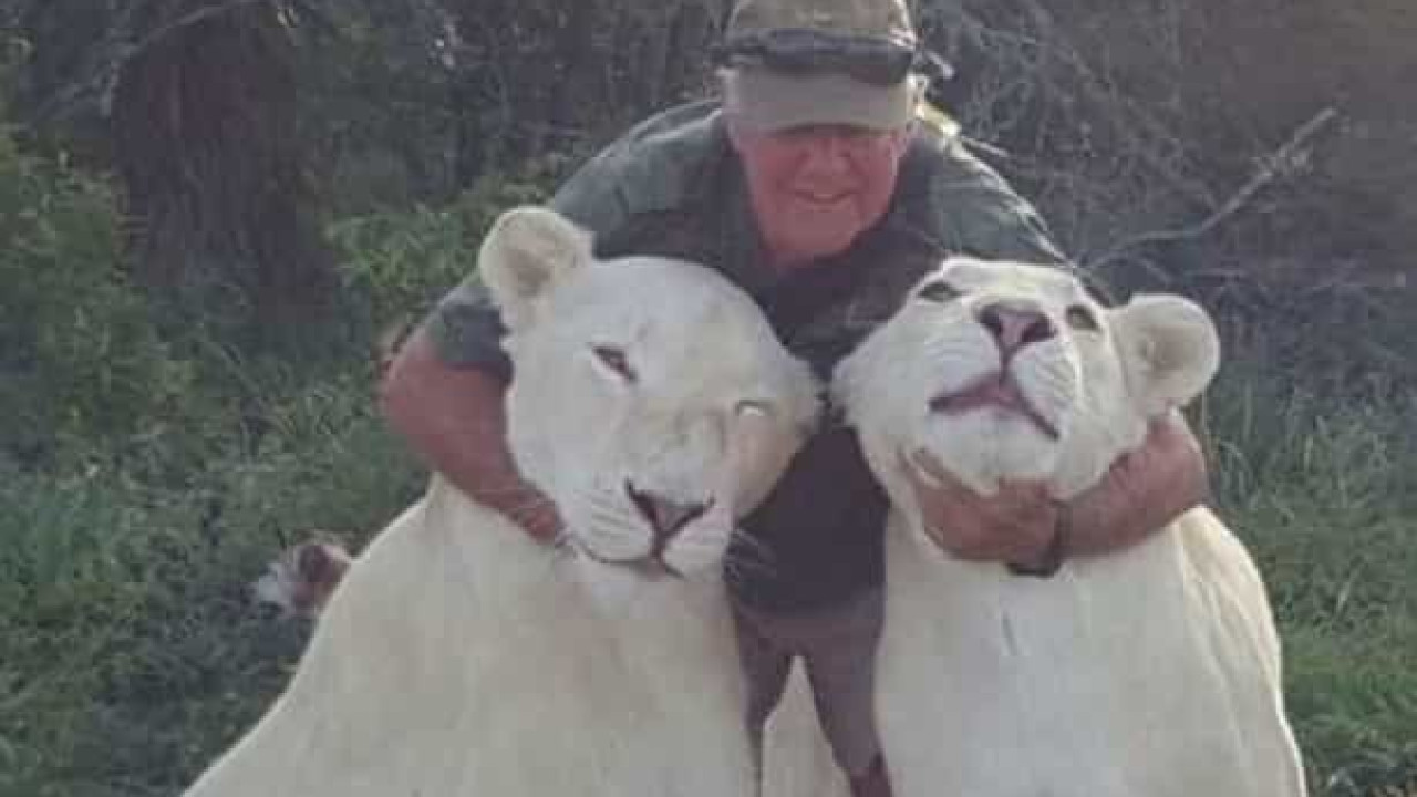 Homem morto por leões que ele resgatou durante uma caminhada