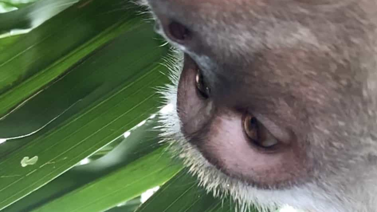 PETA quer que macaco que tirou selfie seja dono dos direitos