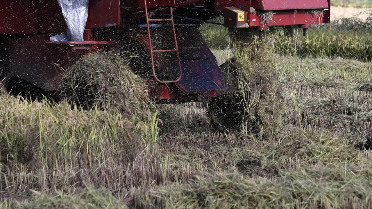 Investigadores querem arroz português mais resistente às alterações climáticas