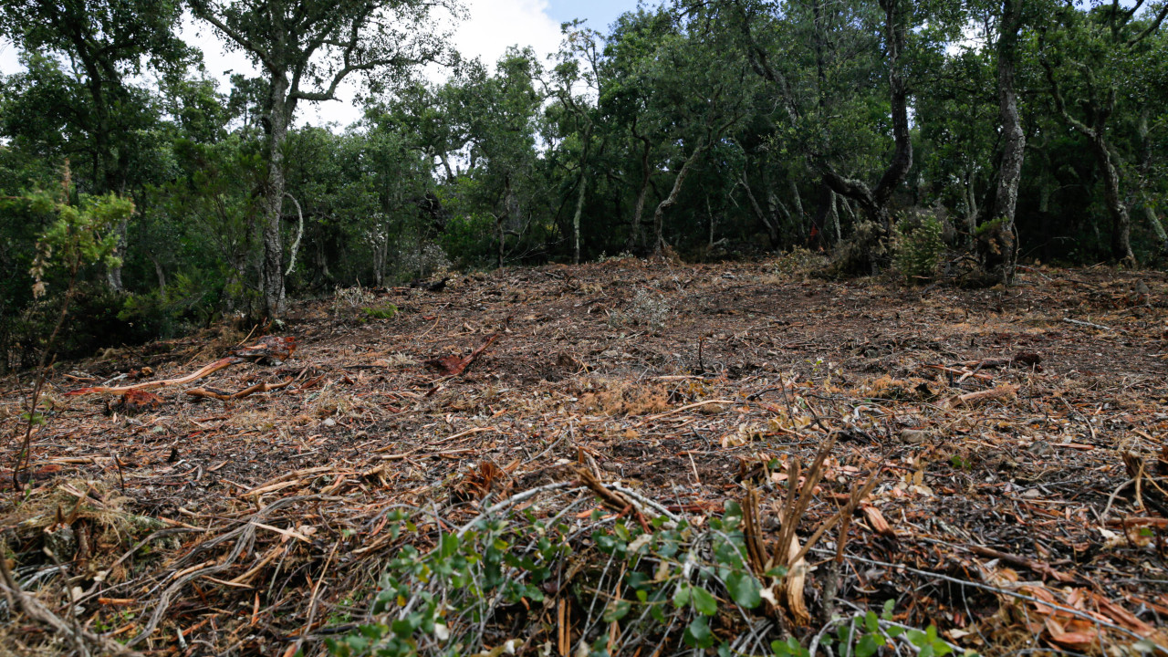 GNR sinalizou 10.251 casos de falta de limpeza de terrenos