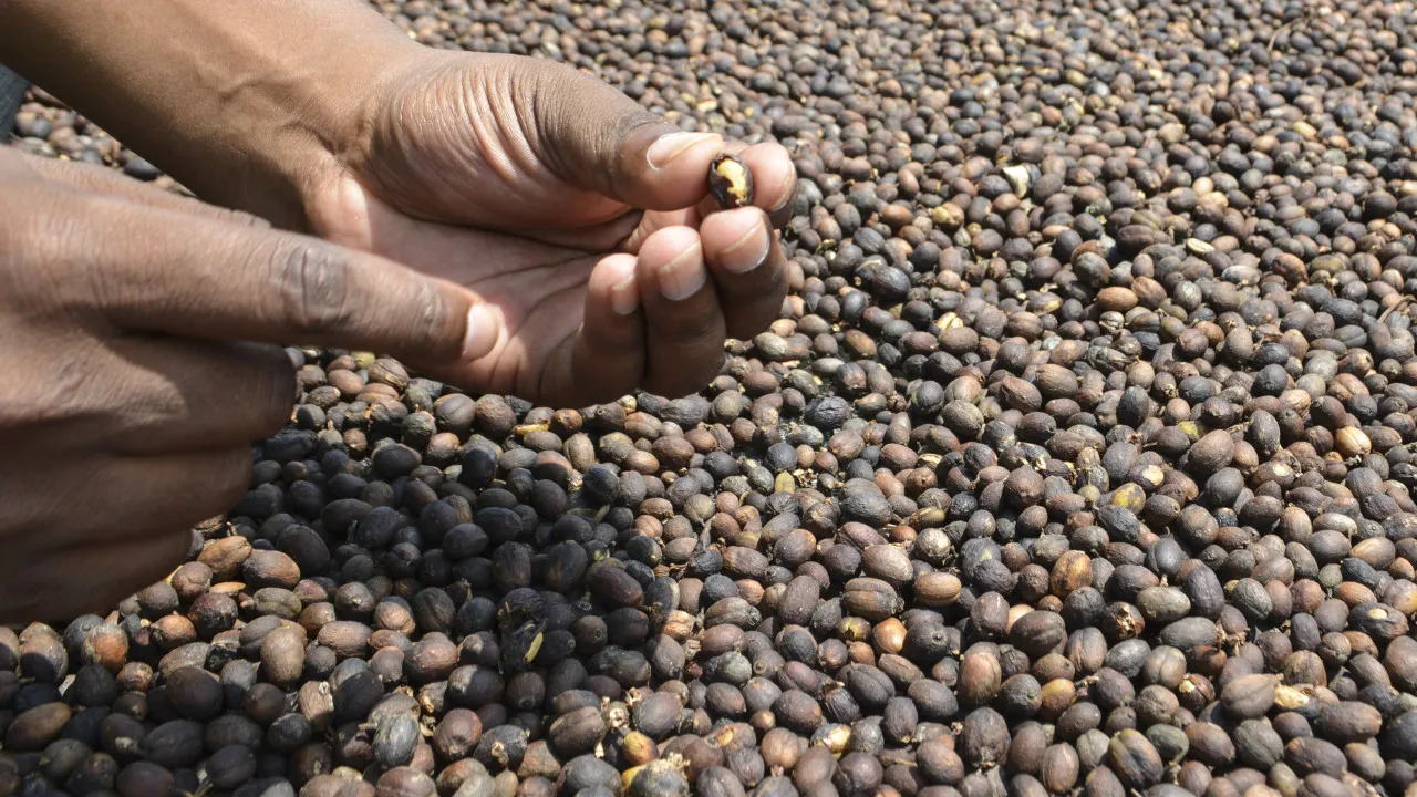 Portugal apoia a produção de mel e café em Moçambique