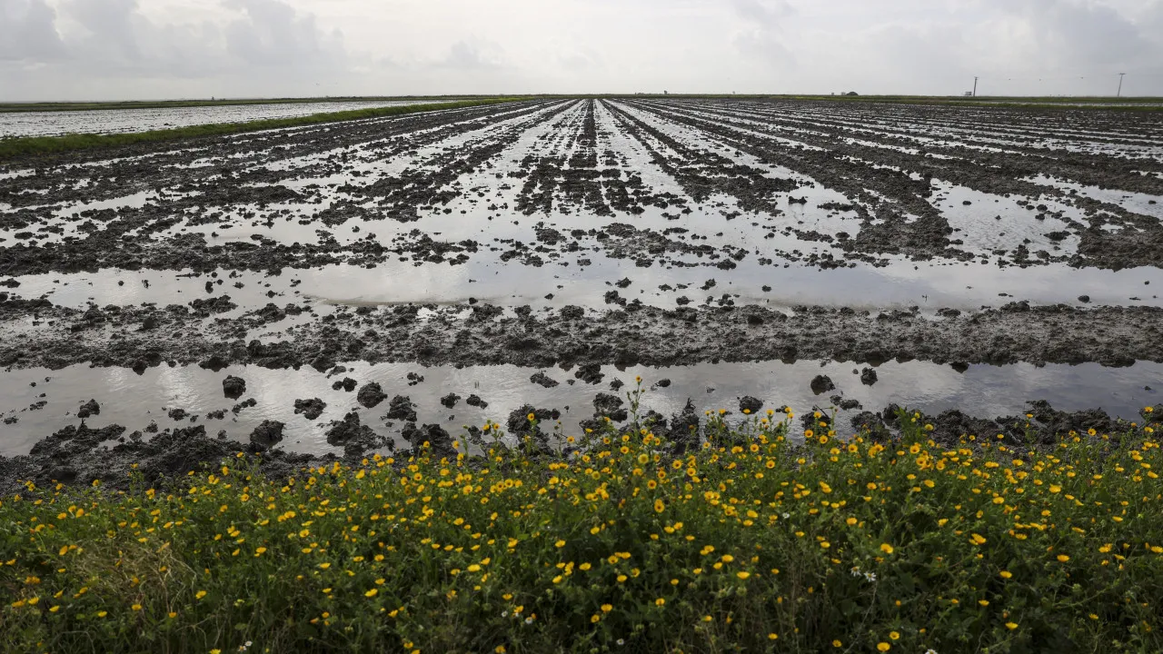 Amêijoas? Diretor-geral diz que há casos de contaminação cá (e não só)