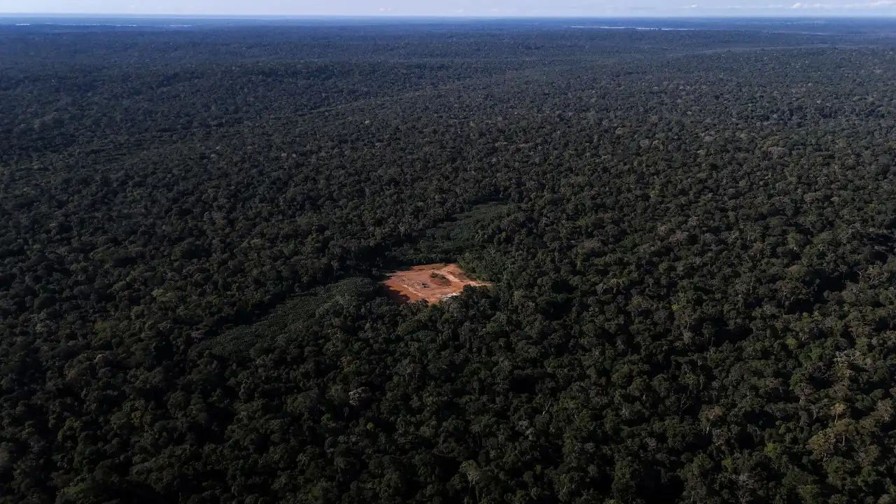 Ambientalistas criticam adiamento da lei da UE contra desflorestação