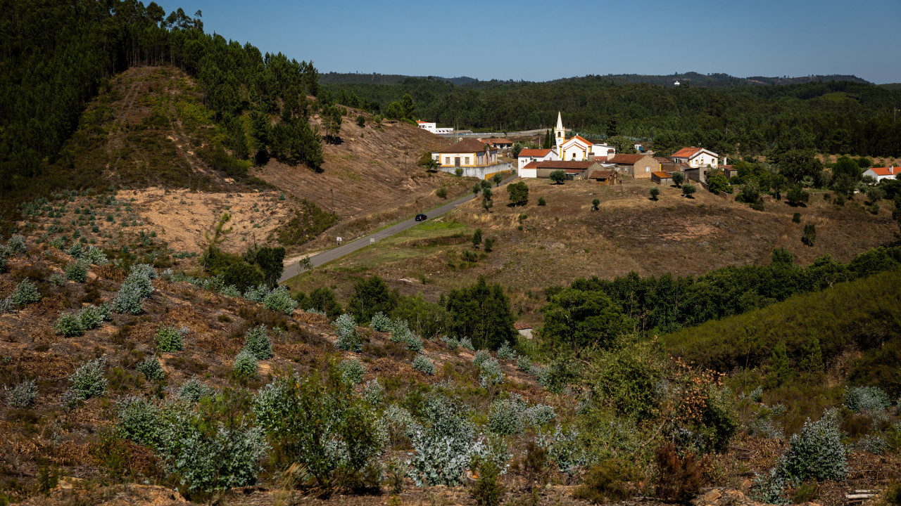 Oliveiras e medronheiros ganham terreno às chamas no concelho de Sardoal