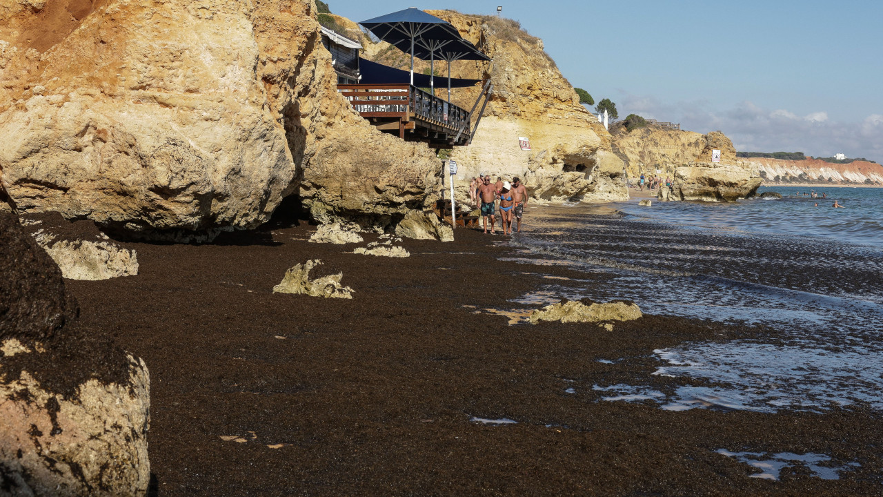 Algarve Beaches Experience Algae Bloom: What You Need to Know