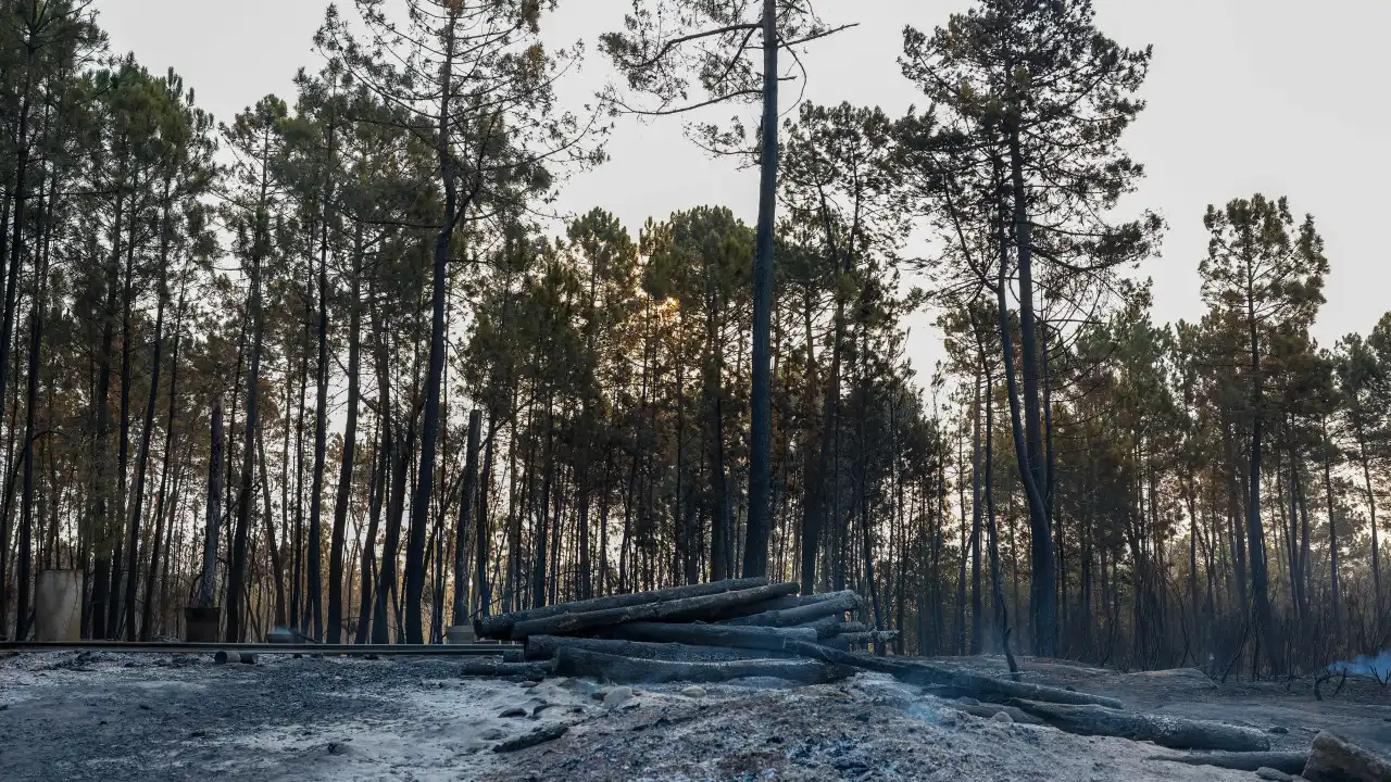 São Pedro do Sul. Fogos causam prejuízos de 2,8 milhões no setor agrícola