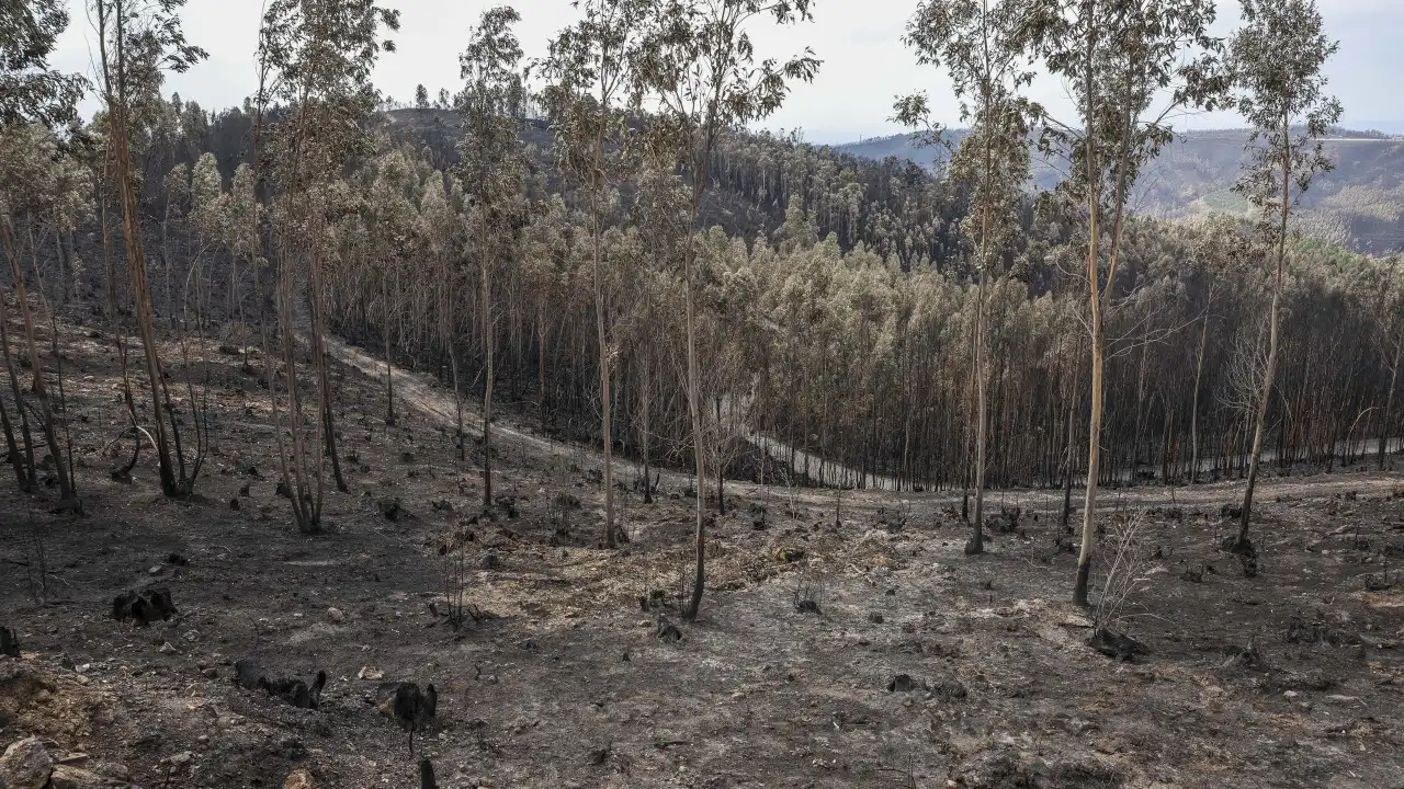 Fogos de 2024 mostraram que sistema "ainda tem muitas fragilidades"