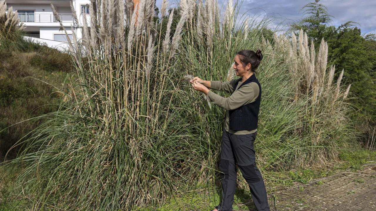 Erva-das-pampas é caso de saúde pública que afeta o litoral