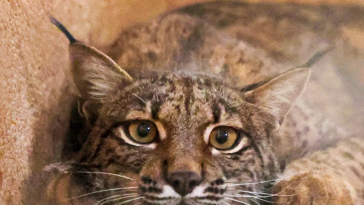 População de lince ibérico aumentou 19% num ano e supera os 2. 400 animais