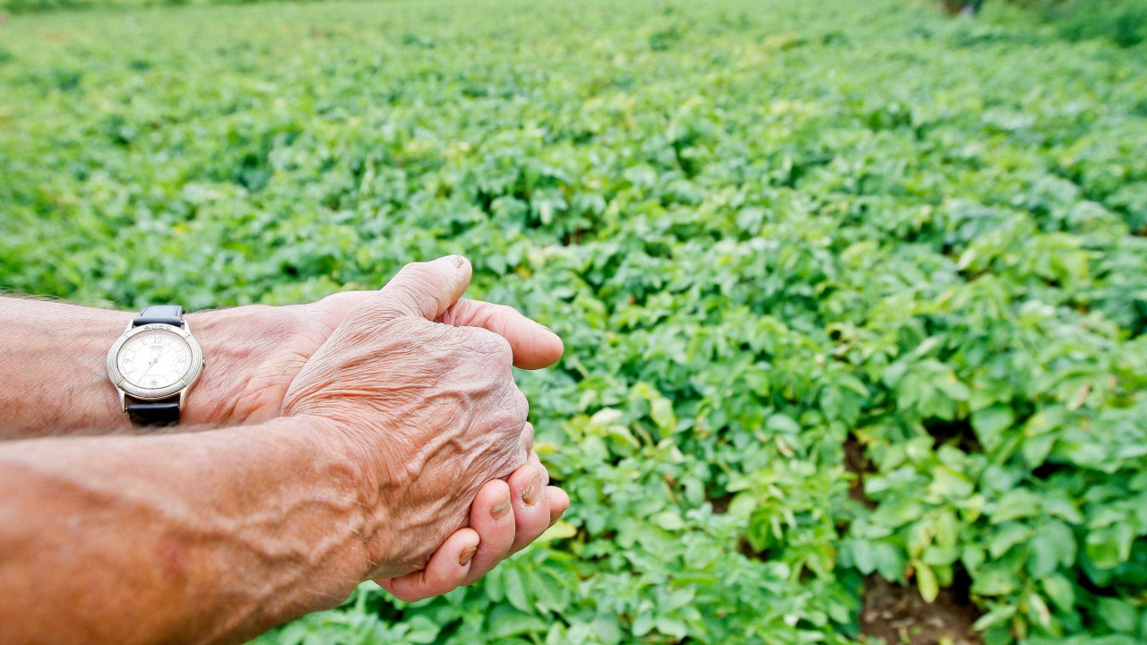 CNA preocupada com preços baixos na produção agrícola