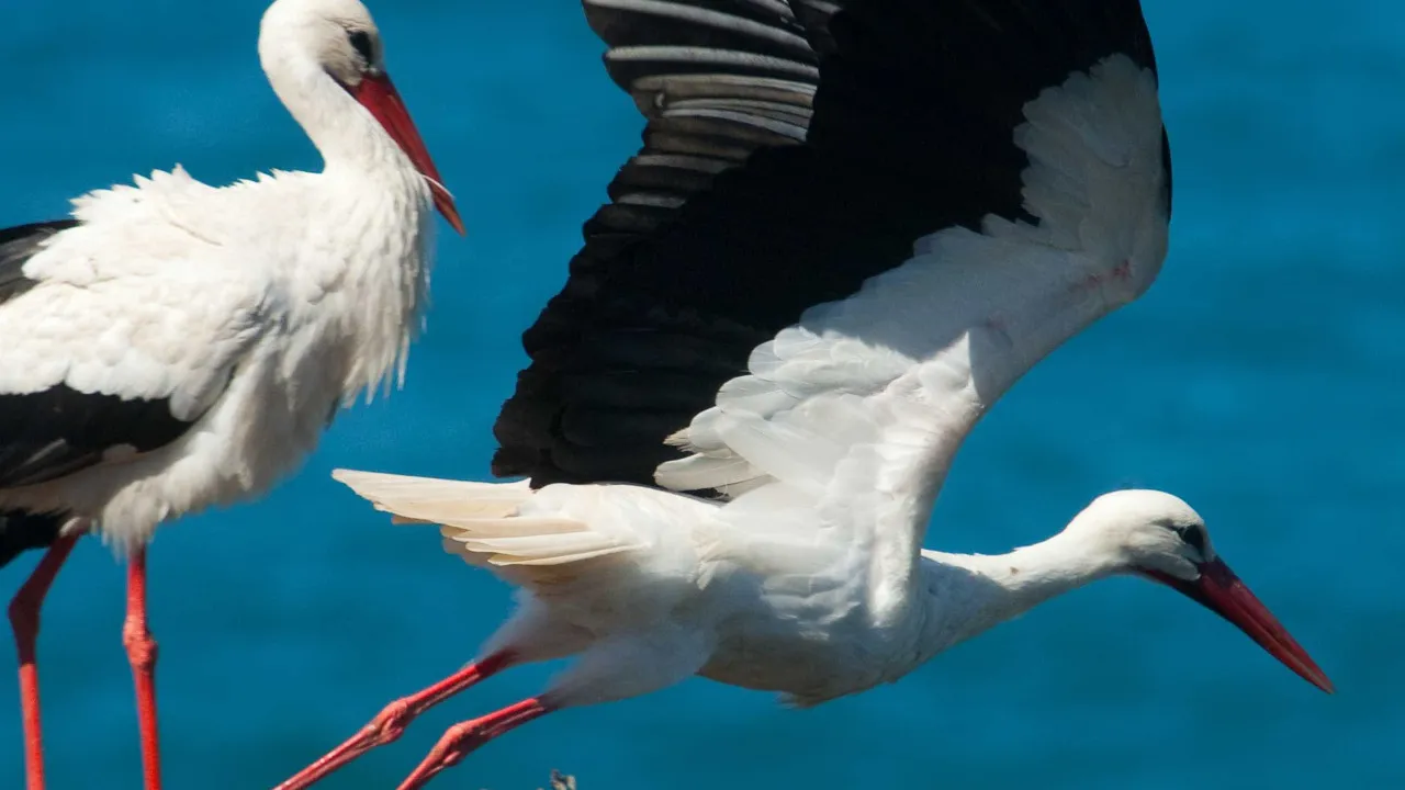 MP arquiva queixa do PAN após abate de ninho de cegonha em Gondomar