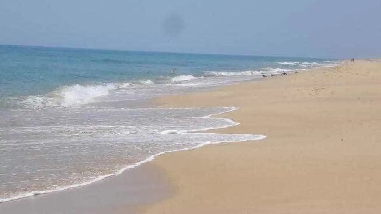 Síndrome paralisante está a afetar aves marinhas da Ilha Deserta