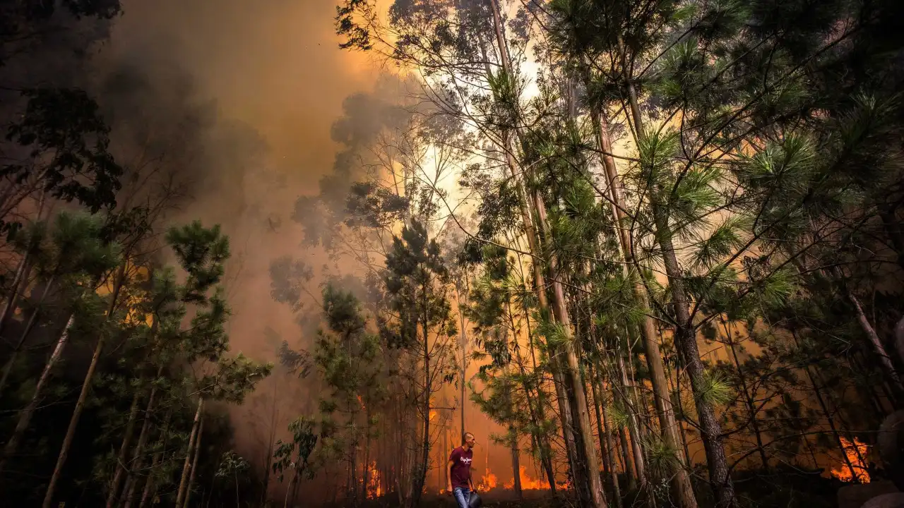 Mangualde com prejuízo superior a um milhão de euros devido aos fogos