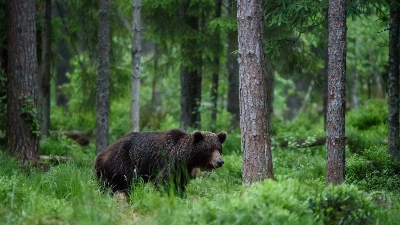Após acidente, urso arrasta corpo de condutor para floresta nos EUA