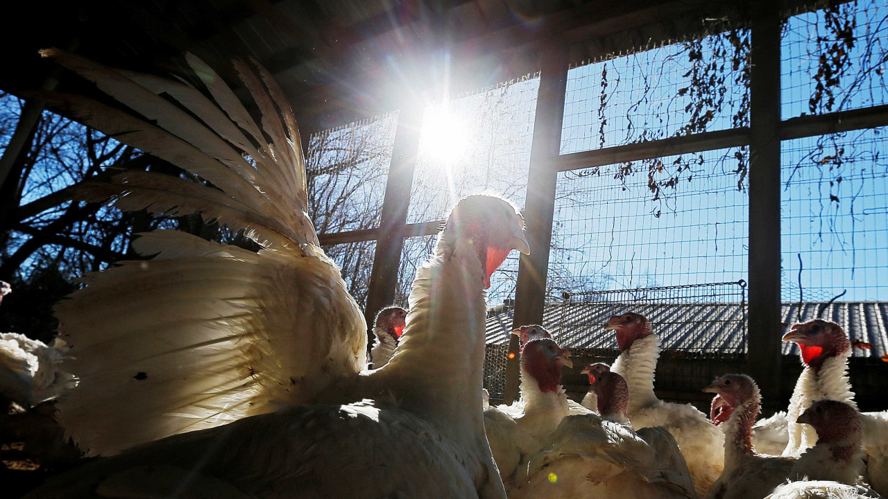 Gripe das aves identificada em bovinos e humanos nos Estados Unidos