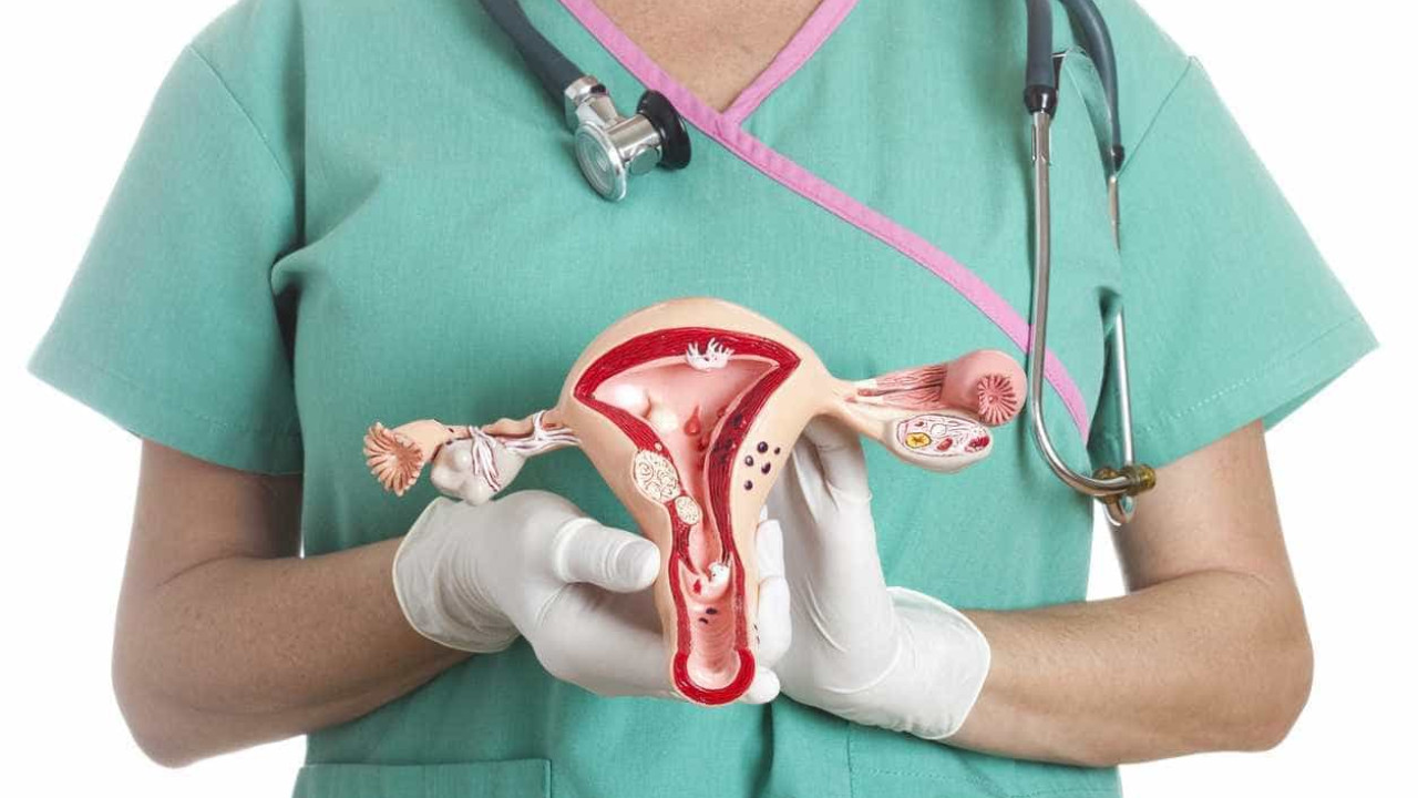 Primeiro atlas celular do ovário abre a porta para prolongar fertilidade