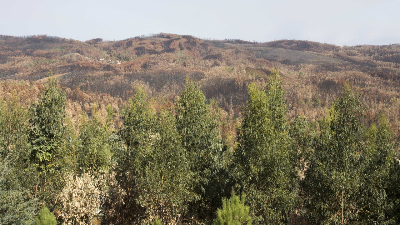 10 Junho. Uma floresta onde o eucaliptal abandonado se tornou &quot;autóctone&quot;