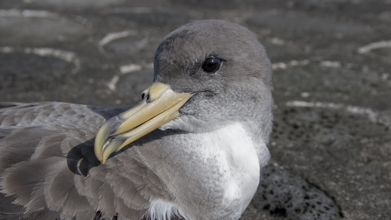 Pesca mata acidentalmente 200 mil aves marinhas por ano na Europa