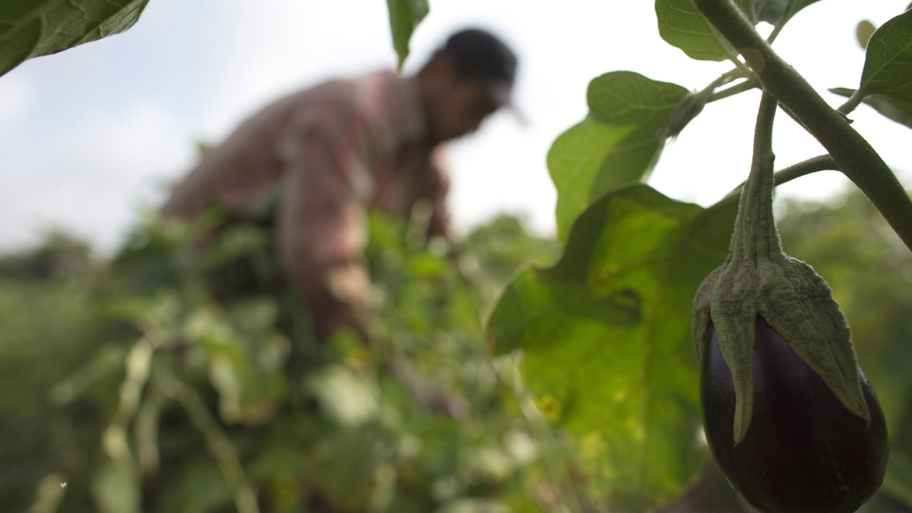 Direções regionais de agricultura reponderadas. &quot;Será decisão do Governo&quot;