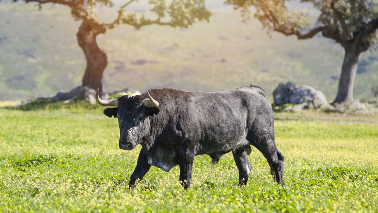 Touro deixa veterinário gravemente ferido em Espanha