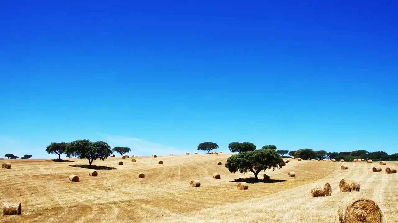 Festival Futurama cruza tradição e artes contemporâneas no Baixo Alentejo