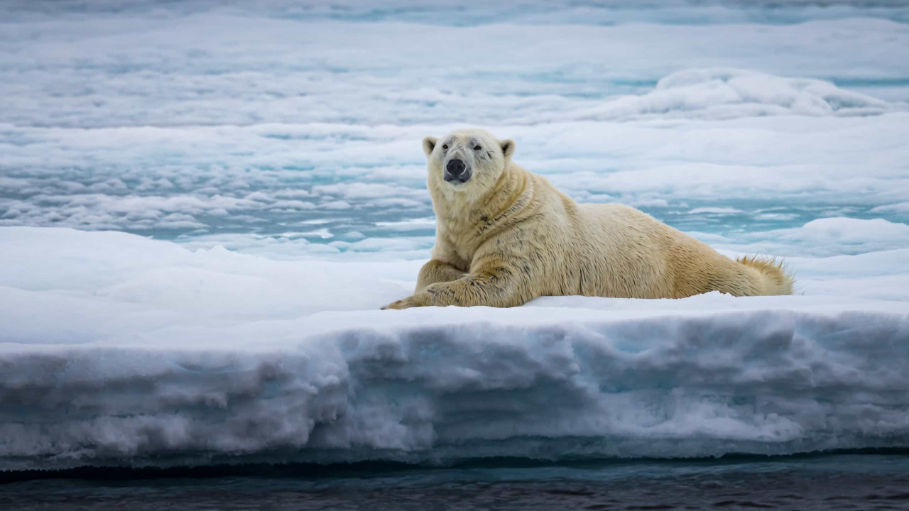 Morreu um urso polar no Alasca vítima de gripe das aves. É a primeira vez