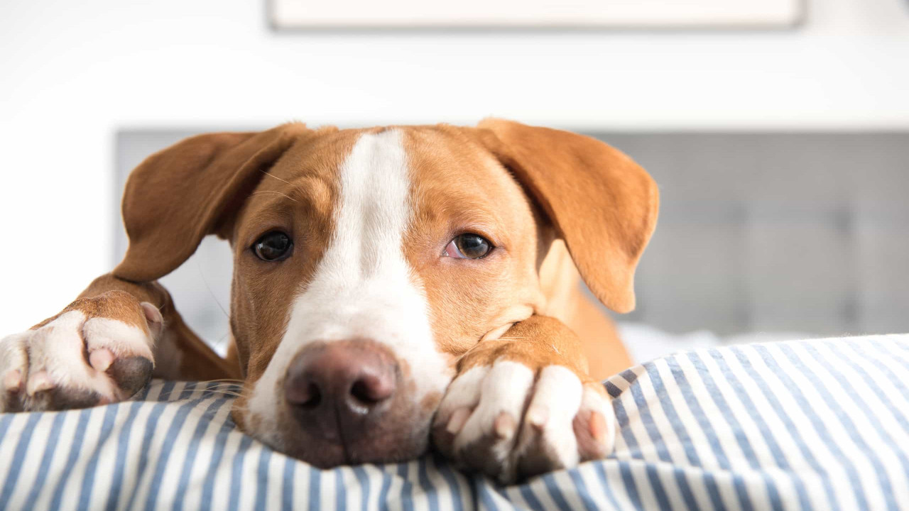 É assim que os cães conseguem perceber os nossos sentimentos