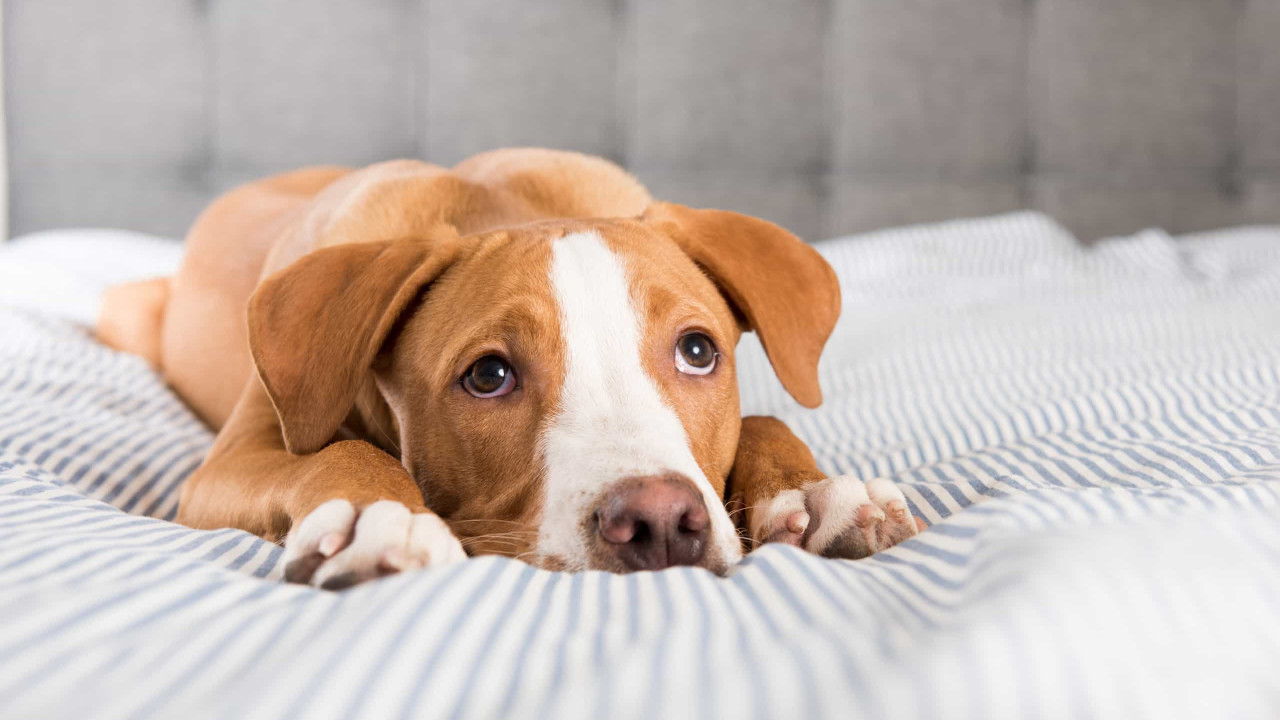 O seu cão tem andado mais parado que o normal? Esta pode ser a causa