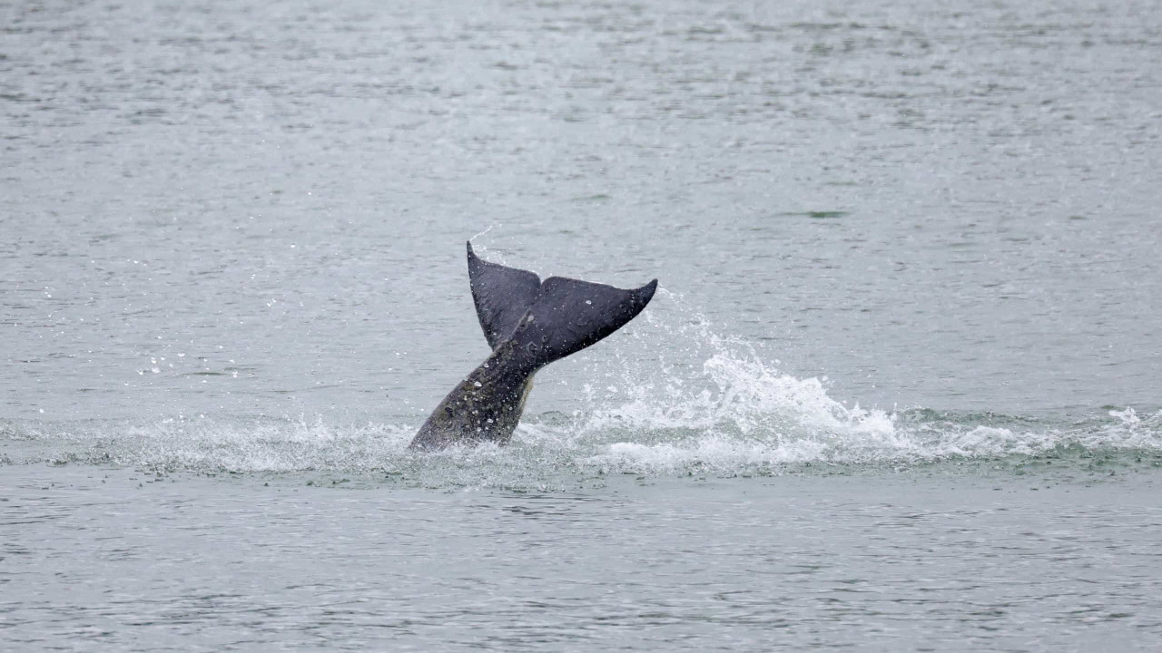 France.  Orca patient lost in Seine dies after rescue attempt