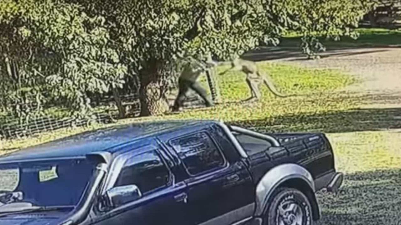 Canguro ataca a hombre y convierte jardín australiano en un ring