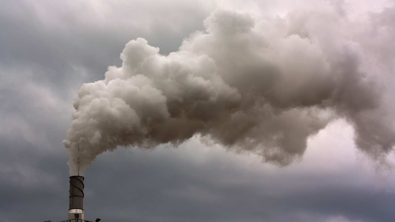 Poluentes atmosféricos colocam a polinização em risco, segundo estudo