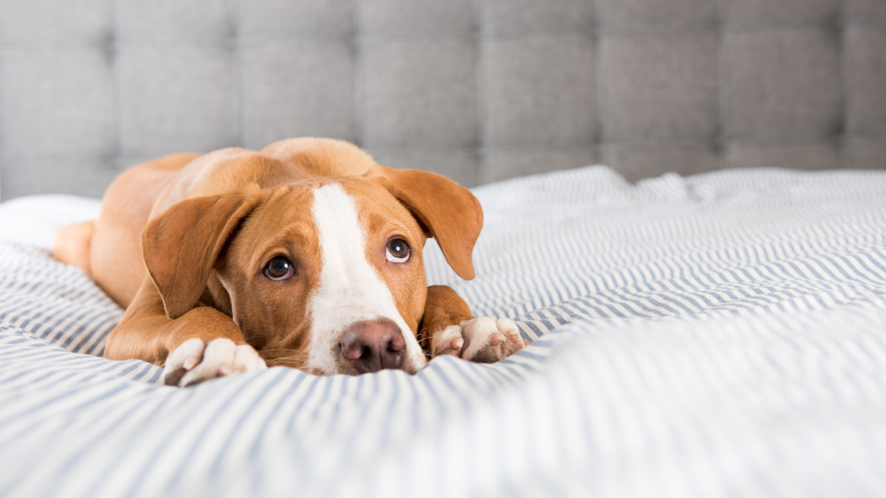 Novo estudo prova que cães aliviam o stress e aumenta a concentração