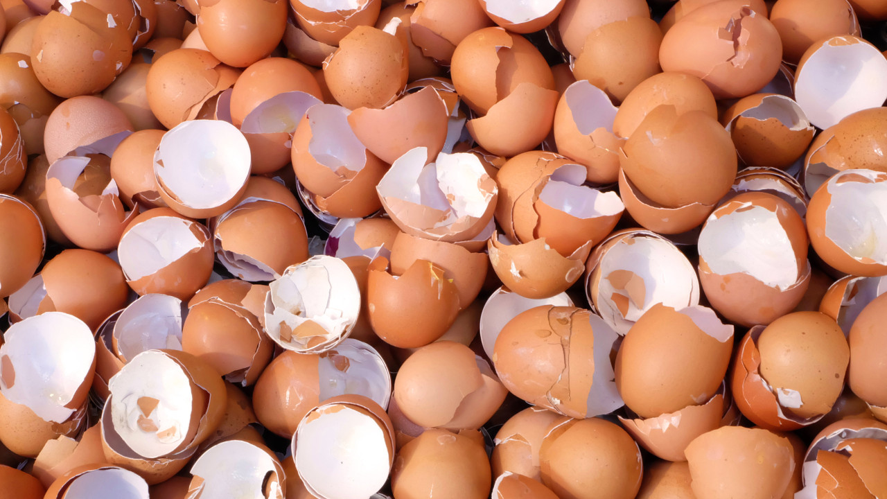 As cascas de ovo deixam as roupas manchadas como novas. Ora aprenda!