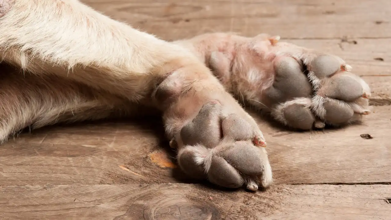 Tentou cremar cão e provocou fogo no Colorado. Acabou detido