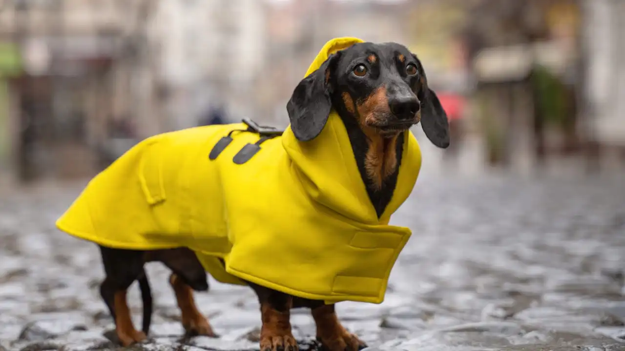 Veja como manter o seu cão aquecido nos passeios ao ar livre