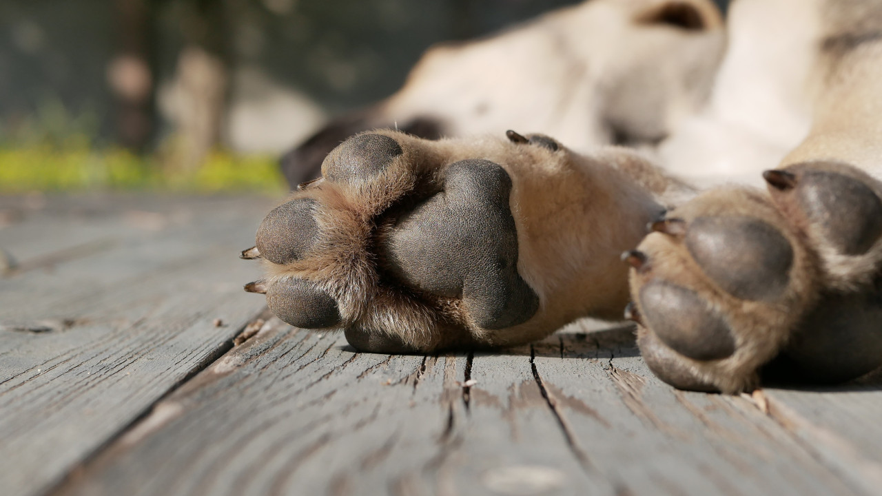 Homem abandona apartamento que tinha alugado e deixa cão lá dentro