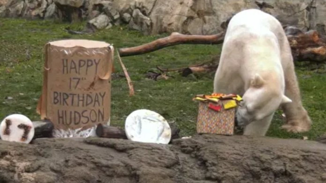 Zoo faz festa de aniversário para urso polar com bolo de peixe e gelado