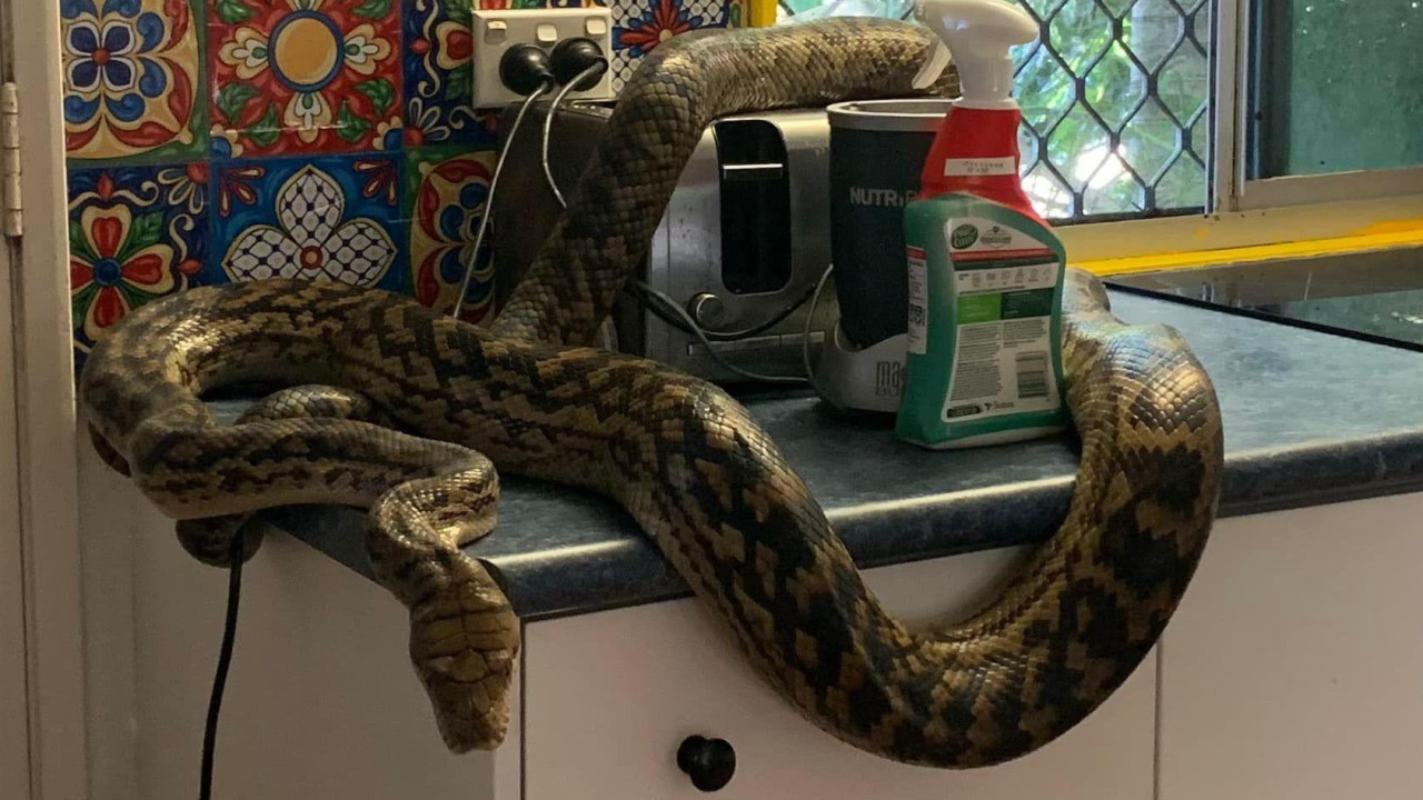 &quot;Demorei a processar a informação&quot;. Homem encontra cobra na cozinha