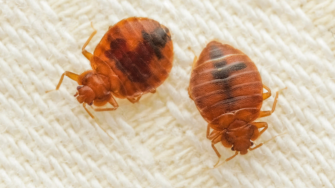 Tenha cuidado! Além da cama, os percevejos também podem andar por aqui