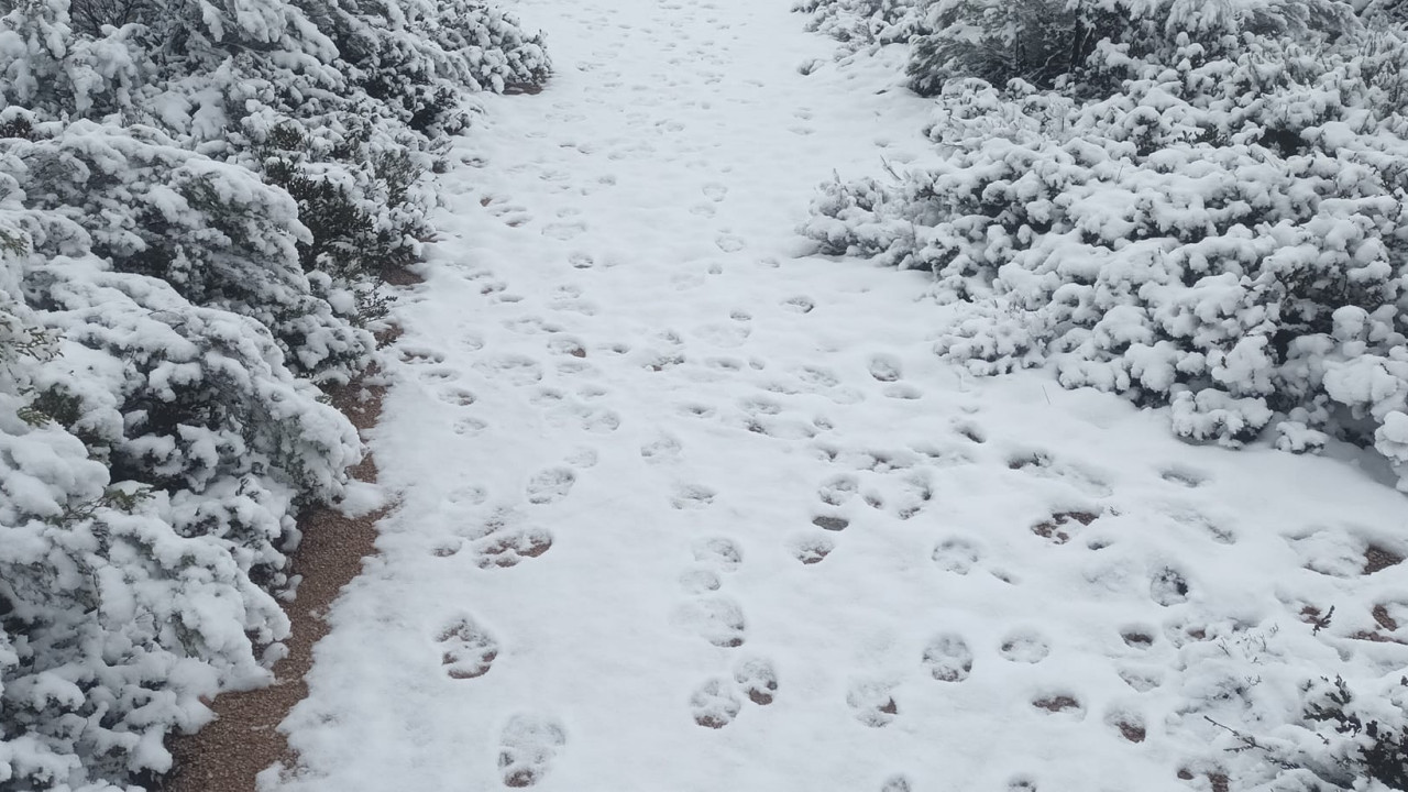 Pegadas de lobo fotografadas no primeiro nevão do ano no Gerês. Ora veja