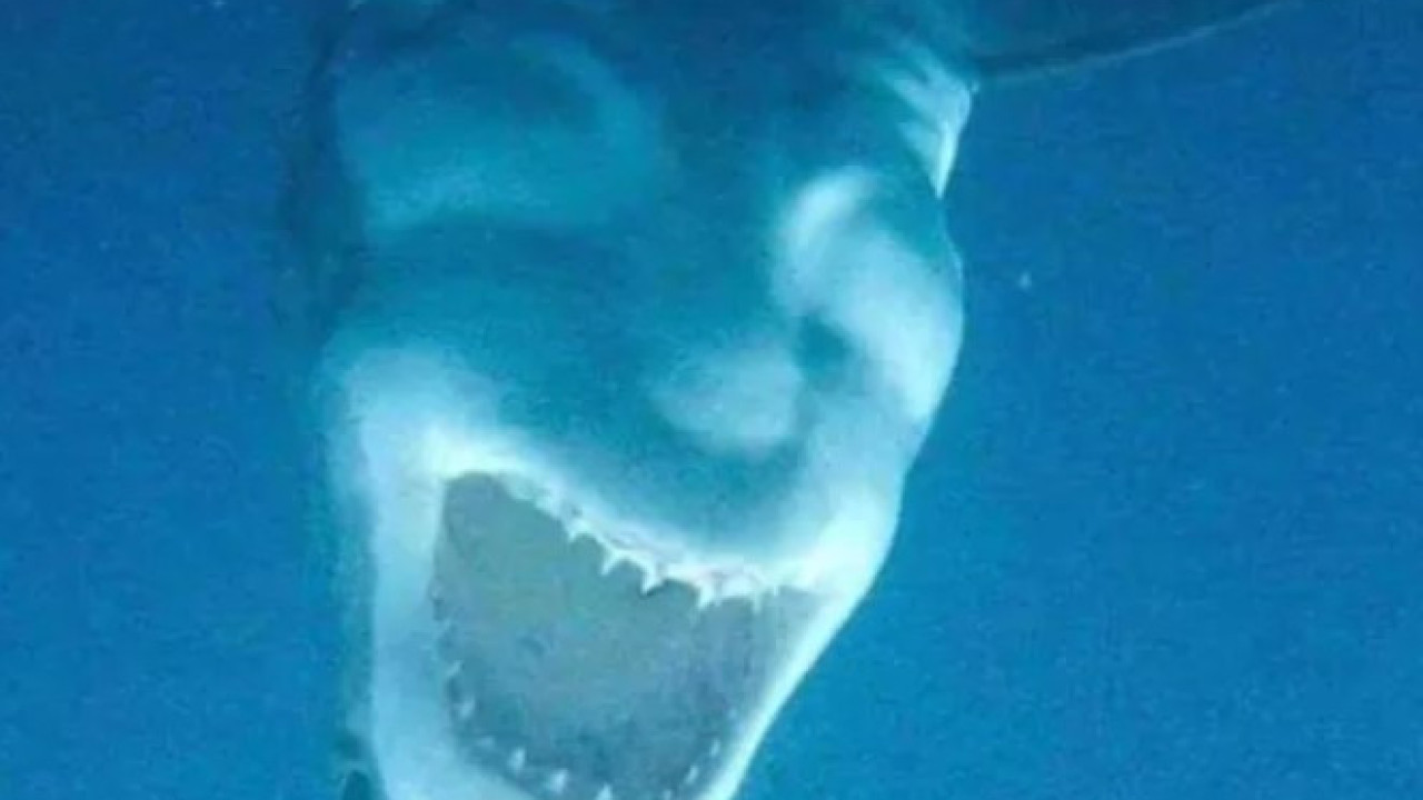 Foto de tubarão-branco intriga internautas por parecer &quot;o Diabo&quot;