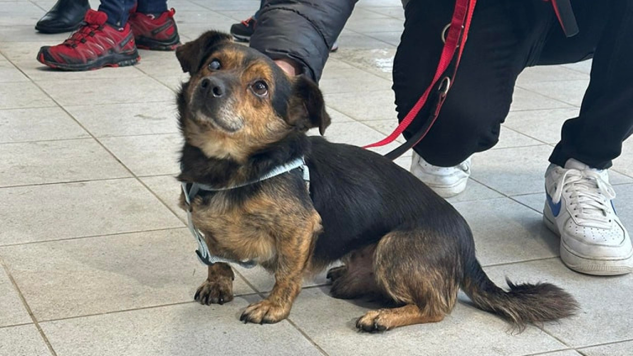 Frio? Filas de voluntários respondem a apelos de abrigo animal