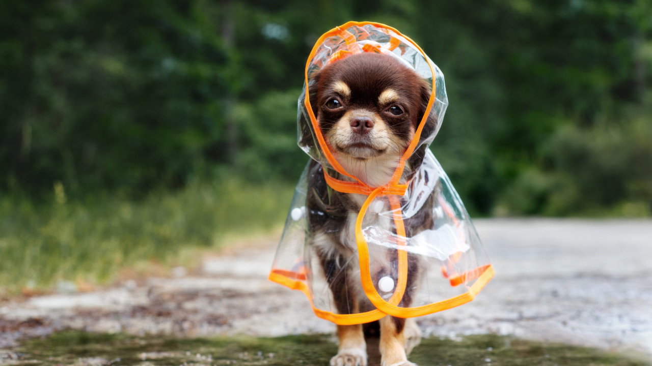 O erro que nunca deve cometer após passear o cão em dias de chuva