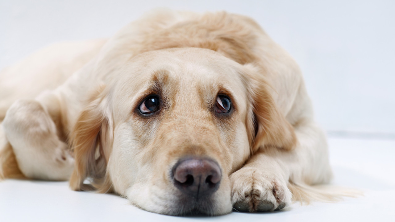 Os cães ficam muito chateados quando os donos fazem isto