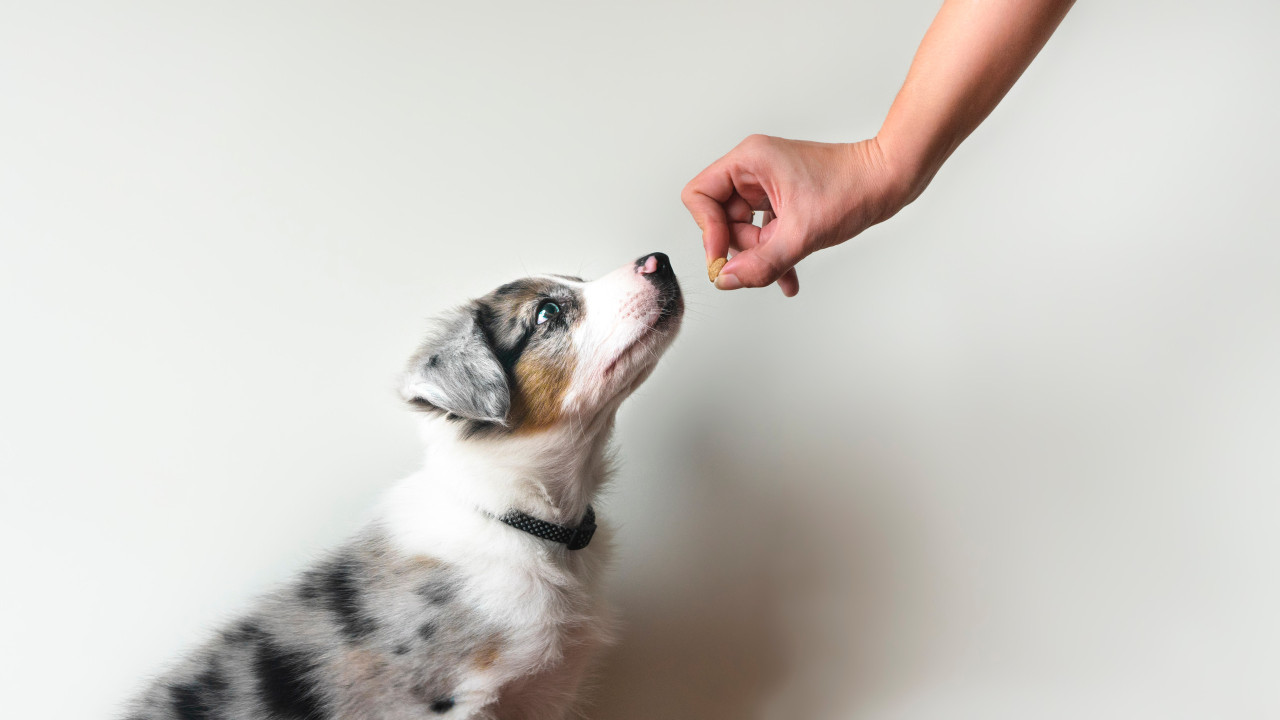 Os cães simplesmente adoram quando os donos fazem isto